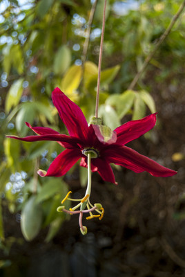 Passiflora antioquiensis