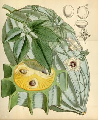 Telfairia occidentalis