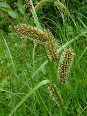 Carex aquatilis