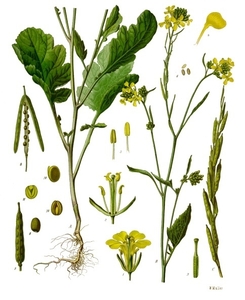 Black Mustard