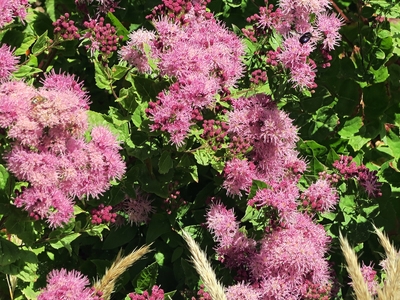 Ageratina occidentalis