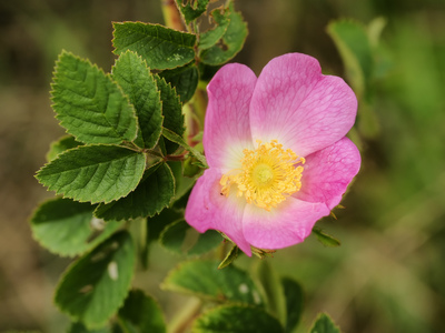 Rosa tomentosa