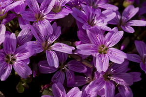 Scamman's Claytonia