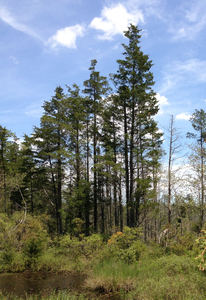 White Cypress