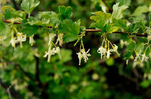 Slender Branched Gooseberry