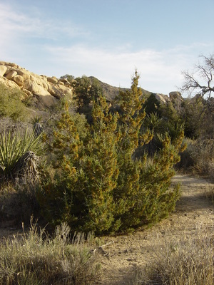 Juniperus californica