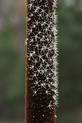 Xanthorrhoea australis