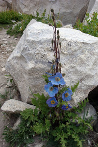 Meconopsis aculeata