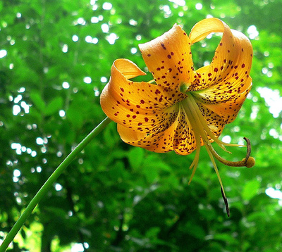 Lilium superbum