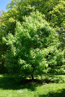 Acer sterculiaceum