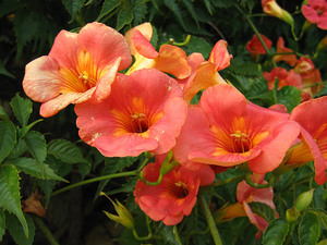 Trumpet Creeper