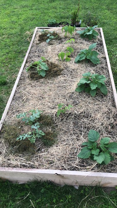 Melons are slow to start, but I've been feeding them quite a bit. Rotting grass clippings, and fermented plant juice made from dandelion leaves.