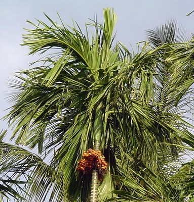 Areca catechu