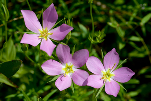 Prairie Rose Gentian