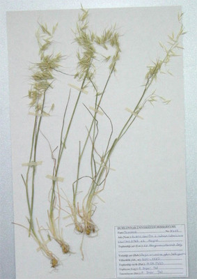 Avena sterilis