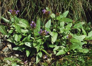 Prunella grandiflora