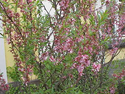 Prunus tenella