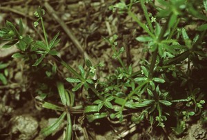 False Cleavers