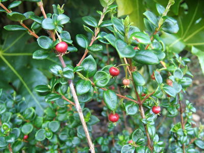 Ugni molinae