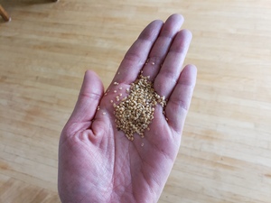 Tomatillo seeds