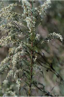 Eupatorium capillifolium
