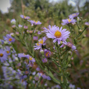 Smooth Aster