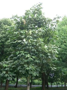 Chinese Parasol Tree