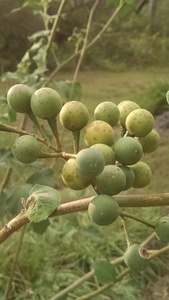 Turkey Berry - Pea Eggplant