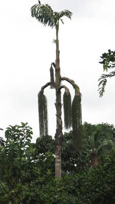 Caryota urens