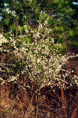 Prunus umbellata