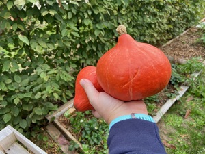 Hubbard Squash