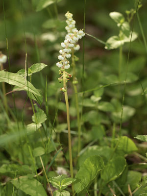 Pyrola minor