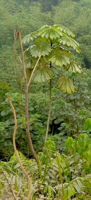 Musanga cecropioides