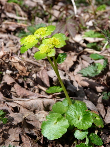 Golden Saxifrage