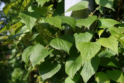 Vitis flexuosa