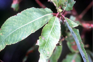 Peach Leaved Willow