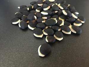 Hyacinth Bean - Lablab - purple