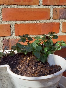 Another peppermint?  plant, a chocolate variety this time. Can be used for chocolate milk, chocolate desserts and as a garnish.

I intend to use it for bonbons