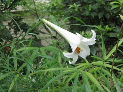 Lilium formosanum