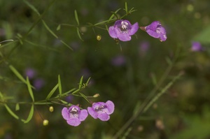 Slenderleaf False Foxglove