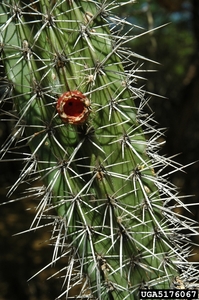 Cactaceae Pitaya