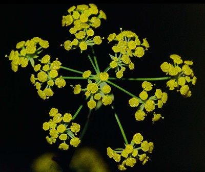 Bupleurum falcatum