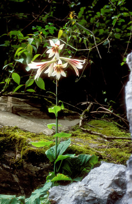 Cardiocrinum giganteum