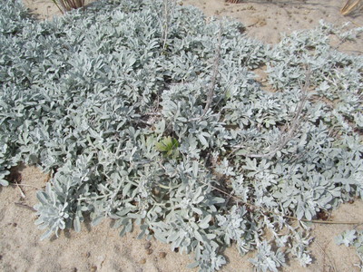 Artemisia stelleriana