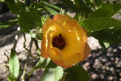 Hibiscus heterophyllus