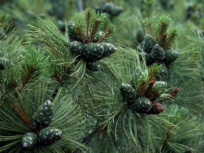 Pinus pumila