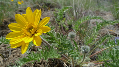 Balsamorhiza hookeri