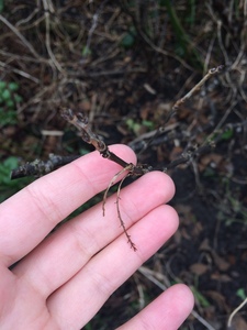 white currant cuttings