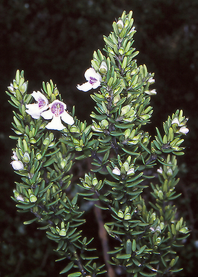 Erect shrub