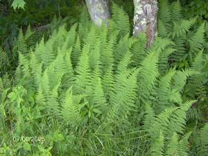 Hay-scented fern